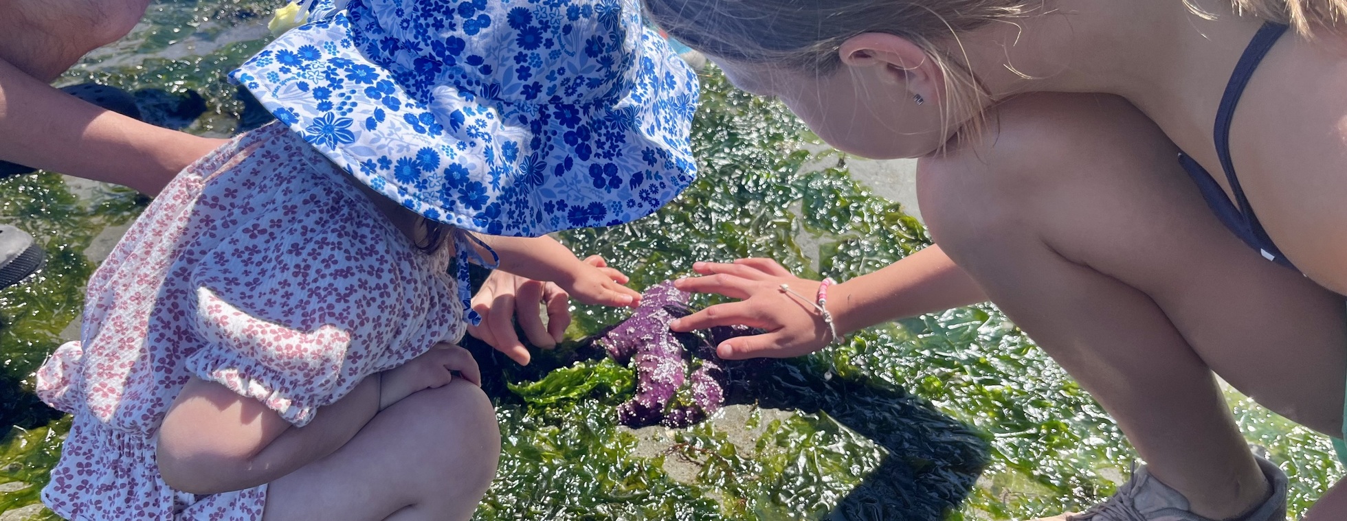 Tide Pools for Tots- July 13 (9:00-10:30 AM)